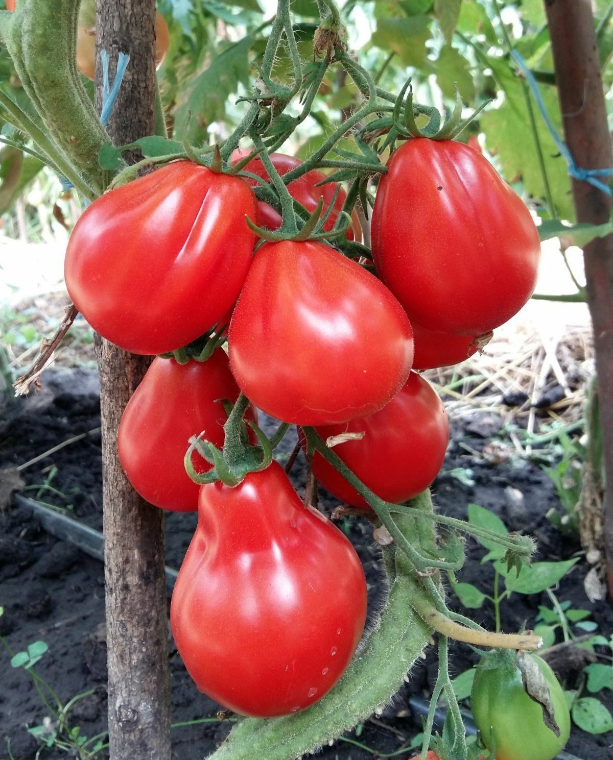 Tomato " Truffle Red " Exotic 100 Vegetable Seeds