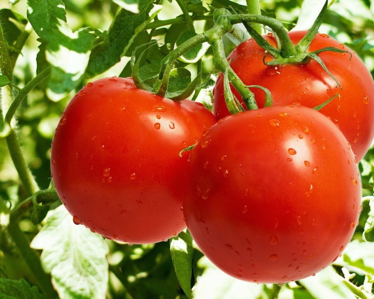 Tomato " Raspberry Red " Exotic 100 Vegetable Seeds