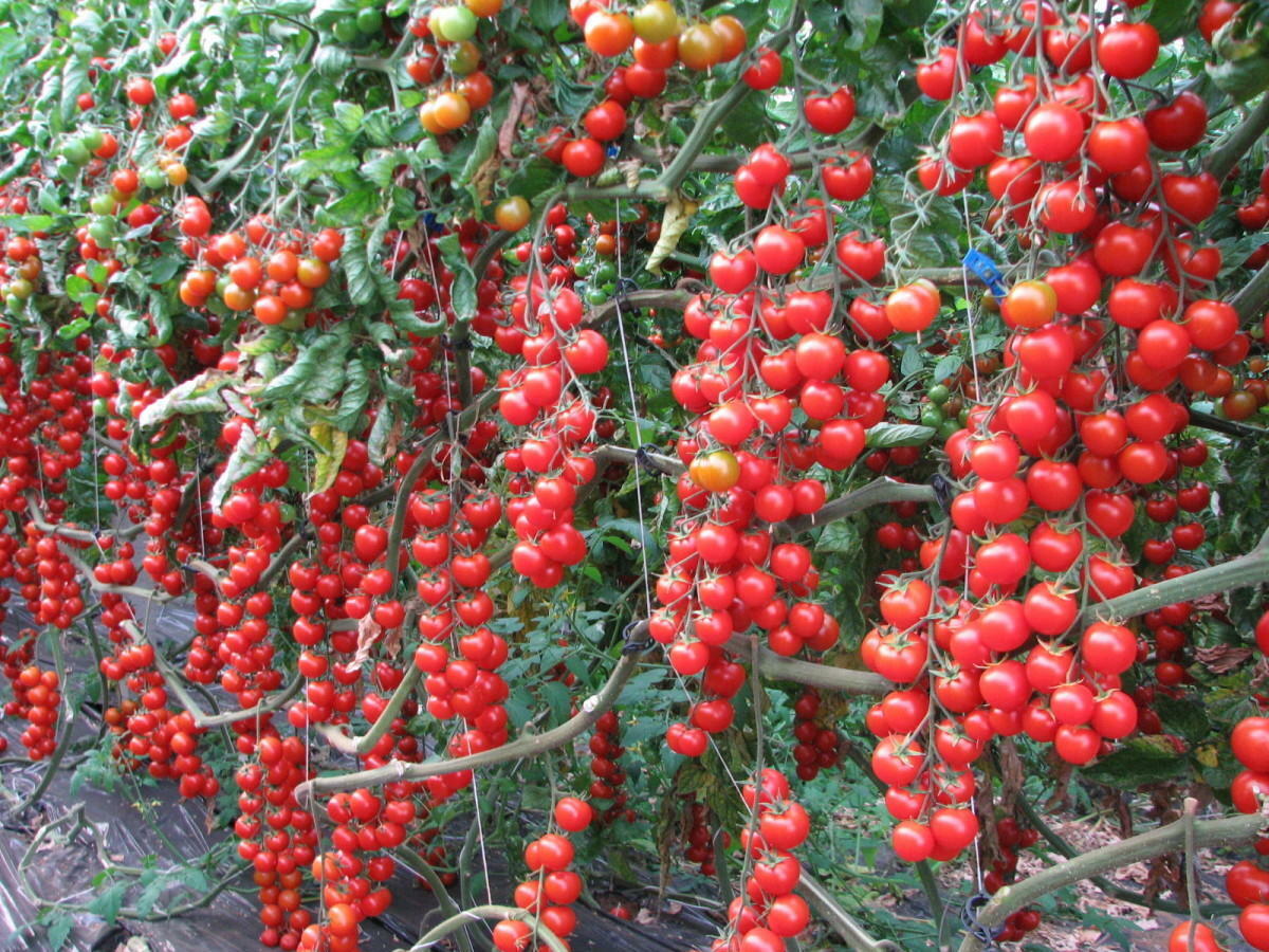 Tomato " Red Cherry " Exotic 100 Vegetable Seeds