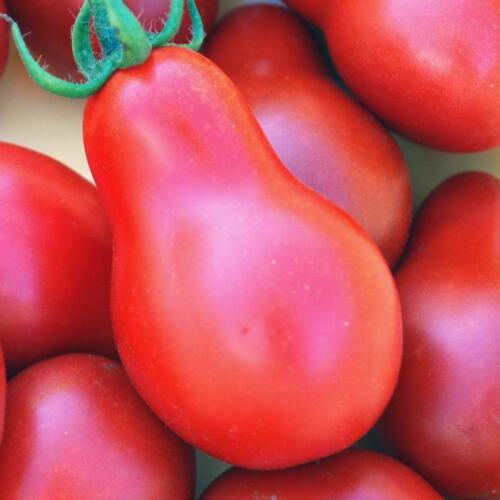 Tomato " Pink Pear " Exotic 100 Vegetable Seeds
