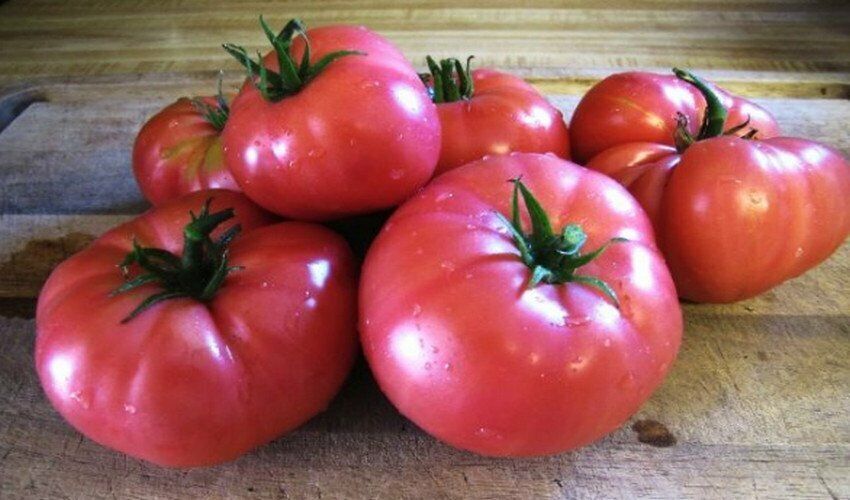 Tomato " Mikado Pink " Exotic 100 Vegetable Seeds