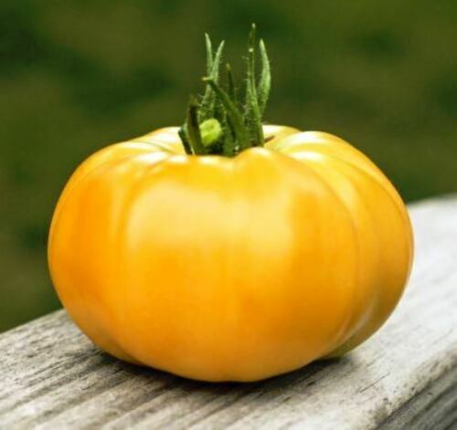 Tomato " Mikado Yellow " Exotic 100 Vegetable Seeds