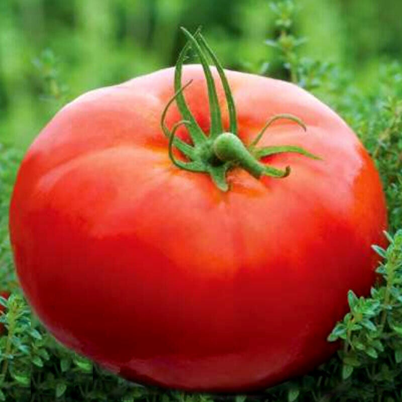 Tomato " Mikado Red " Exotic 100 Vegetable Seeds