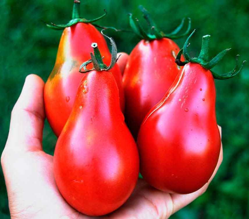 Tomato " Red Pear " Exotic 100 Vegetable Seeds