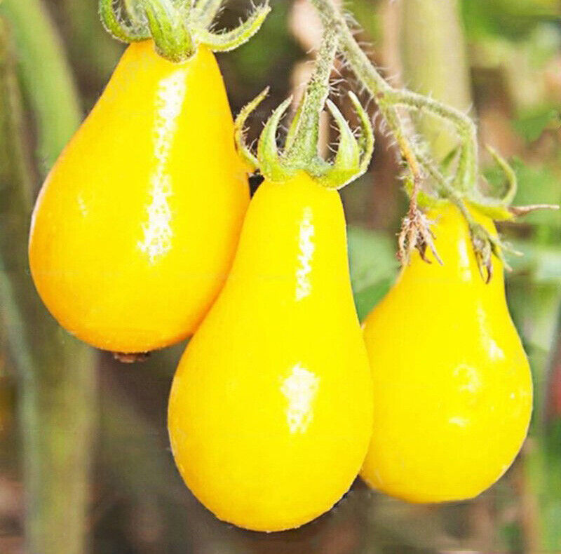 Tomato " Yellow Pear " Exotic 100 Vegetable Seeds