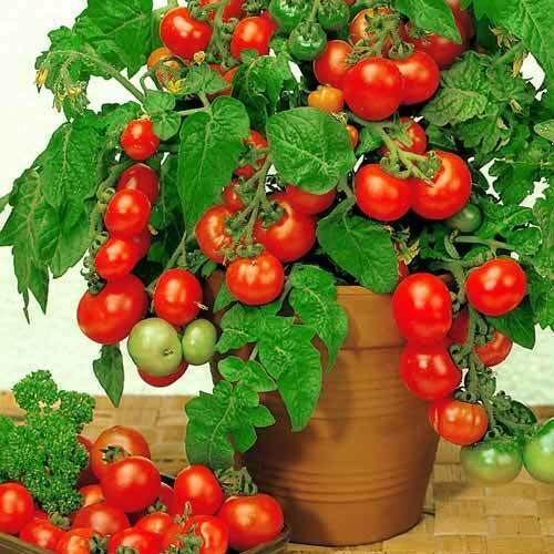 Tomato " Dwarf Red " Exotic 100 Vegetable Seeds