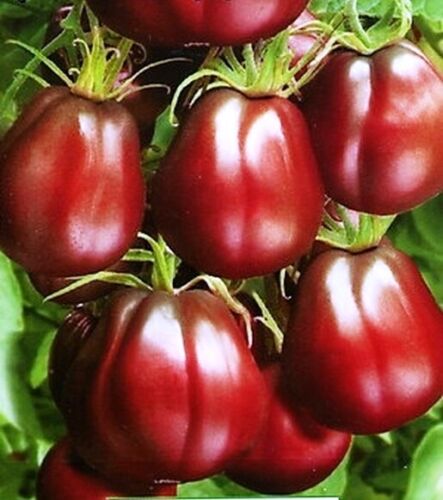 Tomato " Truffle Black " Exotic 100 Vegetable Seeds