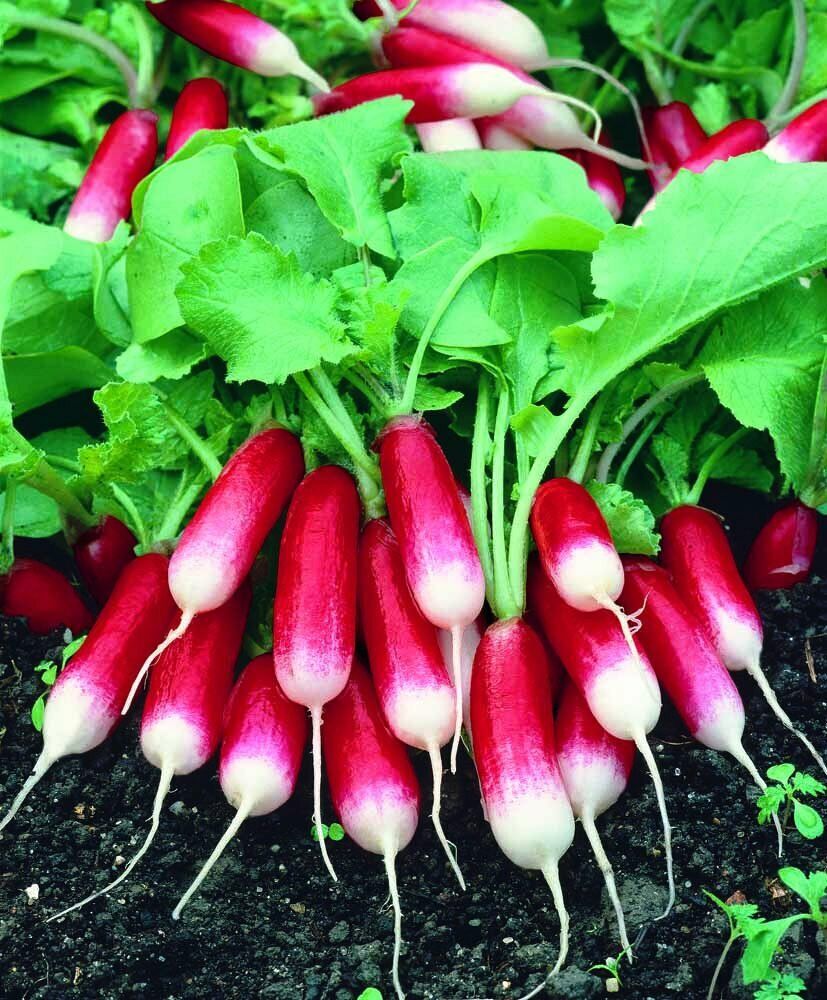 Radish " French Hybrid " Exotic 20 Vegetable Seeds