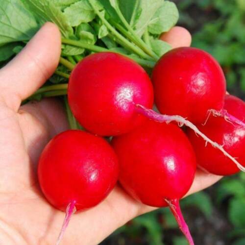 Radish " Red " Exotic 20 Vegetable Seeds
