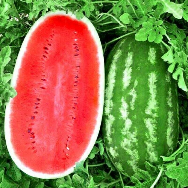 Watermelon " Giant Hybrid " Exotic 10 Fruit Seeds