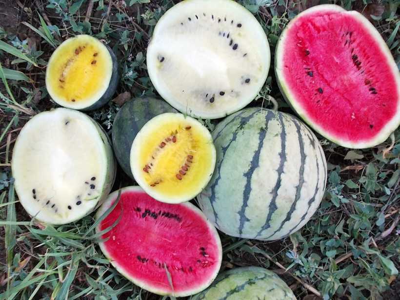 Watermelon " Rainbow Mix " Exotic 10 Fruit Seeds
