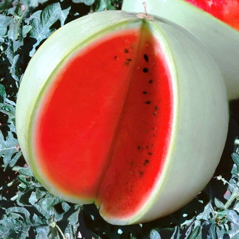 Watermelon " Snow White " Exotic 10 Fruit Seeds