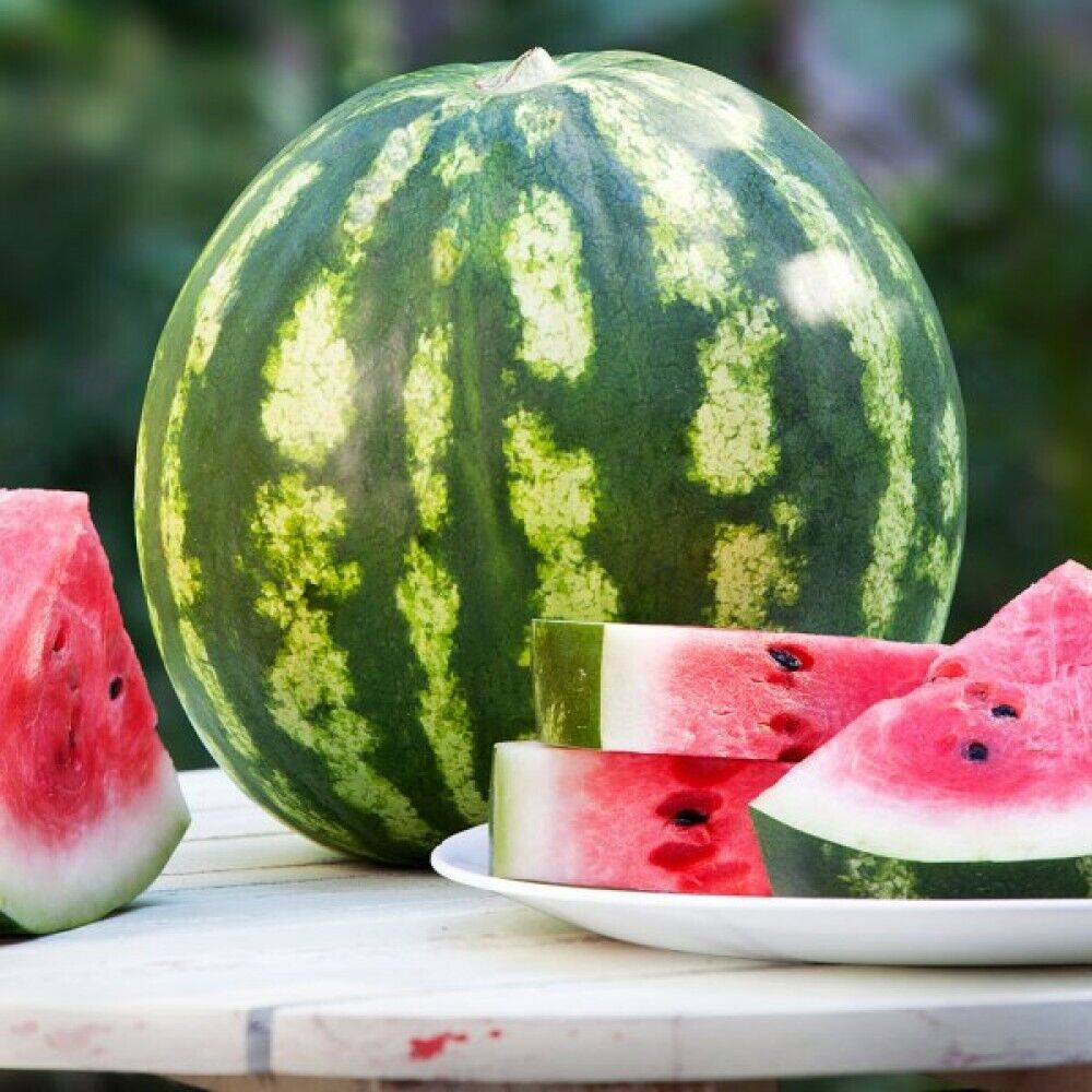 Watermelon " Crimson Sweet " Exotic 10 Fruit Seeds