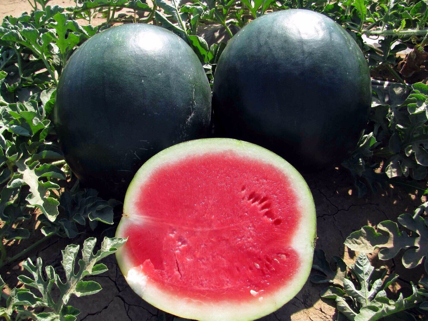 Watermelon " Black Beauty " Exotic 10 Fruit Seeds