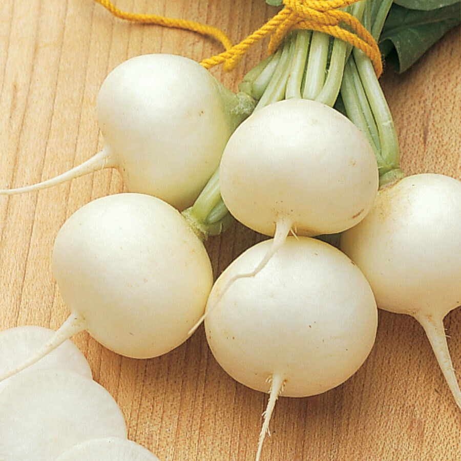 Radish " White " Exotic 20 Vegetable Seeds