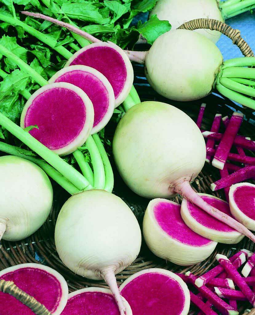 Radish " Pink Glitter " Exotic 20 Vegetable Seeds