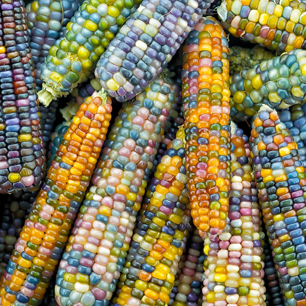 Corn " Glass Gem " Exotic 5 Vegetable Seeds