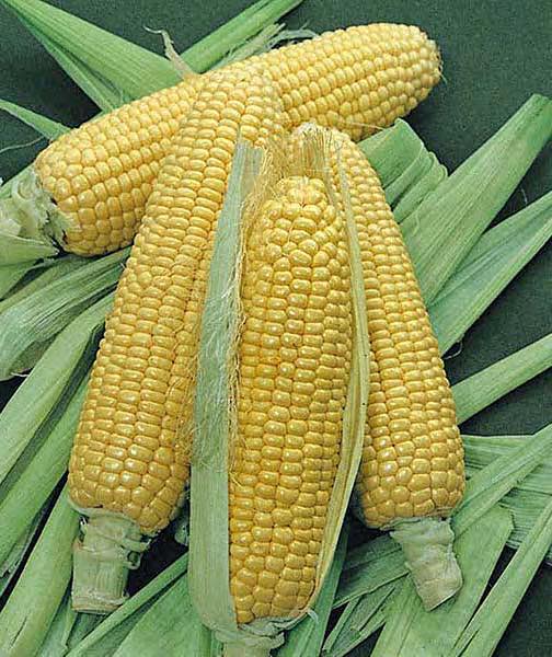 Corn " Bodac_Ious " Exotic 5 Vegetable Seeds
