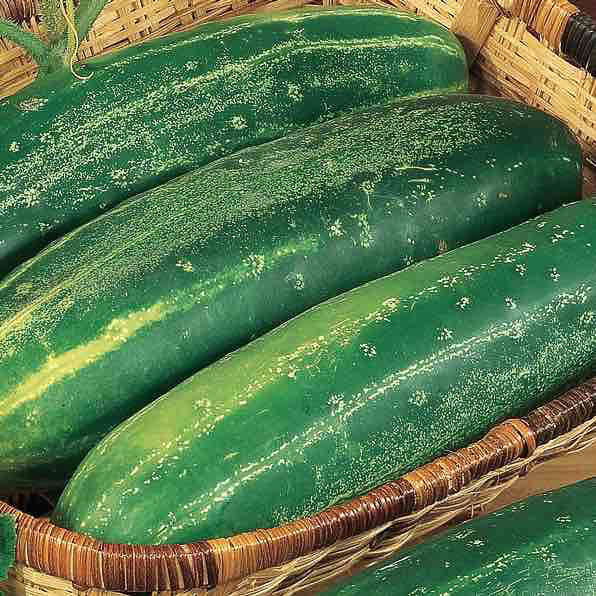 Cucumber " Str_aight Eight " Exotic 20 Vegetable Seeds