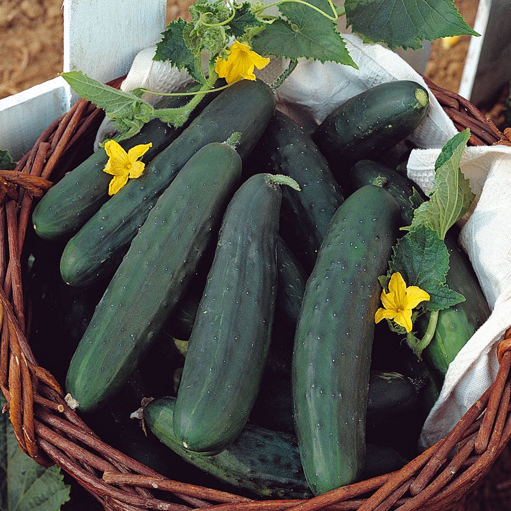 Cucumber " Tasty Green " Exotic 20 Vegetable Seeds
