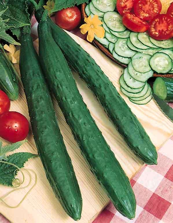 Cucumber " Tasty Jade " Exotic 20 Vegetable Seeds