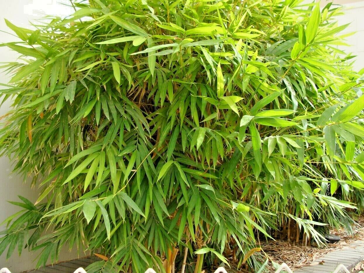 Bamboo " Yellow " Exotic 40 Tree Seeds