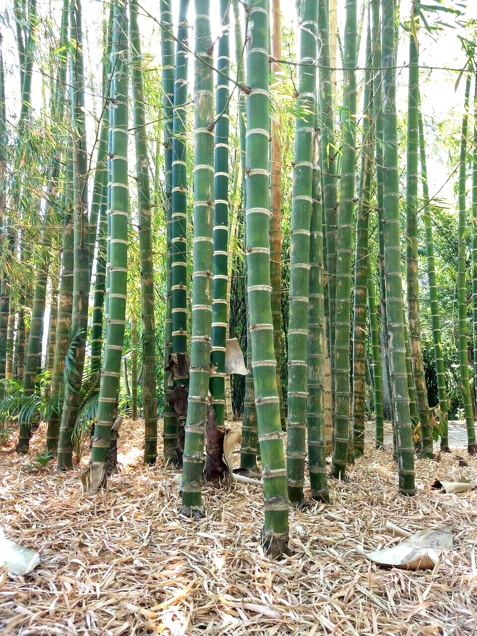 Bamboo " Giant " Exotic 40 Tree Seeds