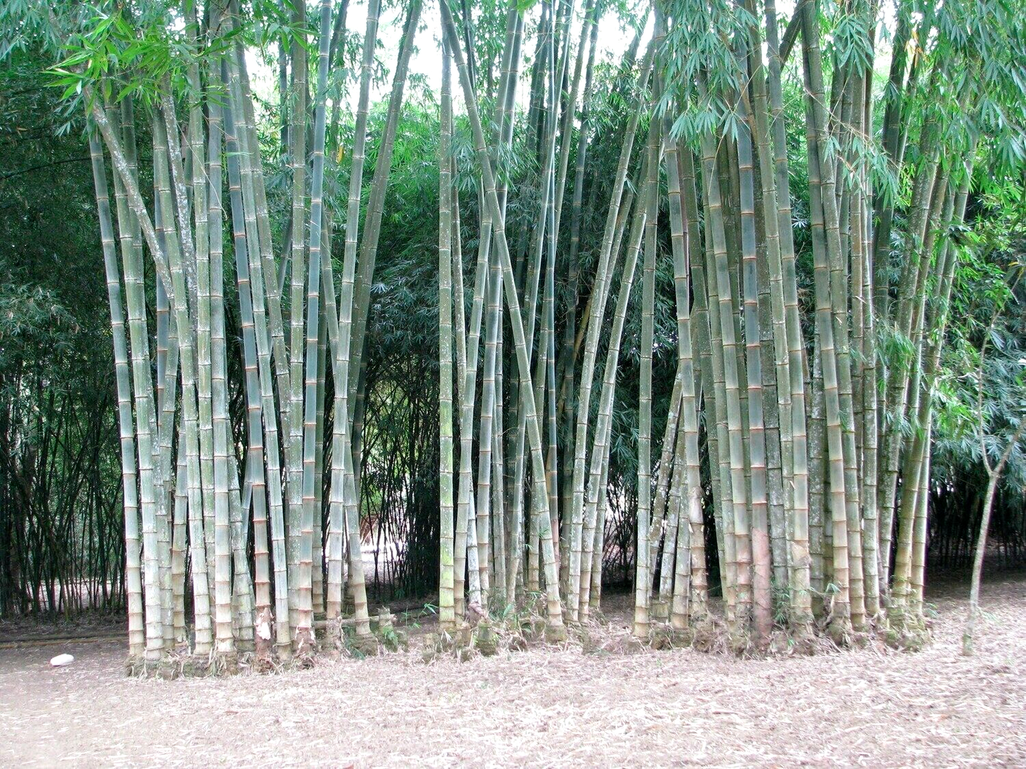Bamboo " Rough " Exotic 40 Tree Seeds