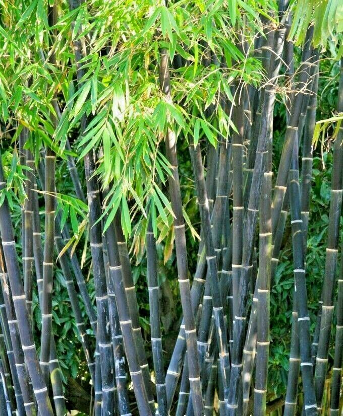 Bamboo " Purple " Exotic 40 Tree Seeds