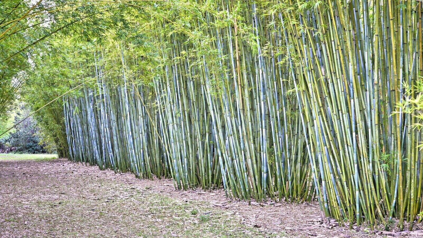 Bamboo " Blue " Exotic 40 Tree Seeds