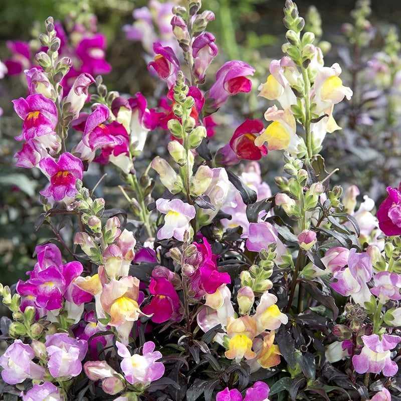 Antirrhinum " Twilight Mix " Exotic 30 Flower Seeds