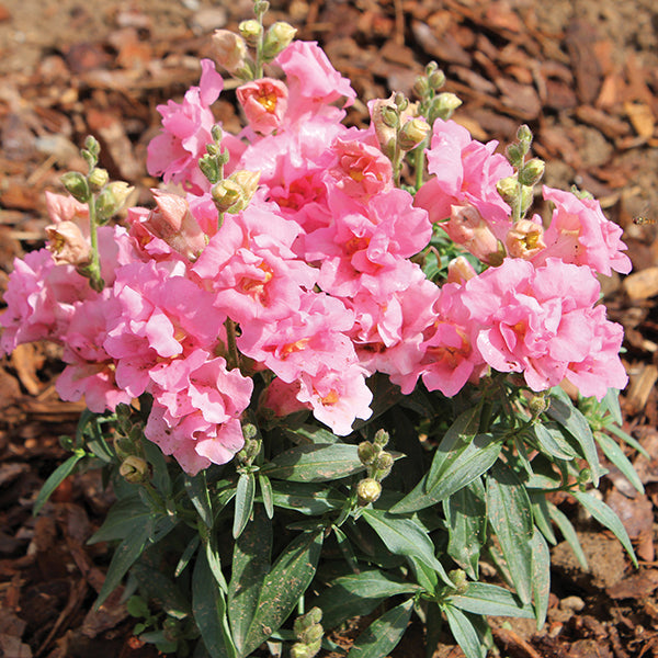 Antirrhinum " Twinny Rose " Exotic 30 Flower Seeds