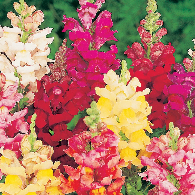 Antirrhinum " Intermediate Mixed " Exotic 30 Flower Seeds