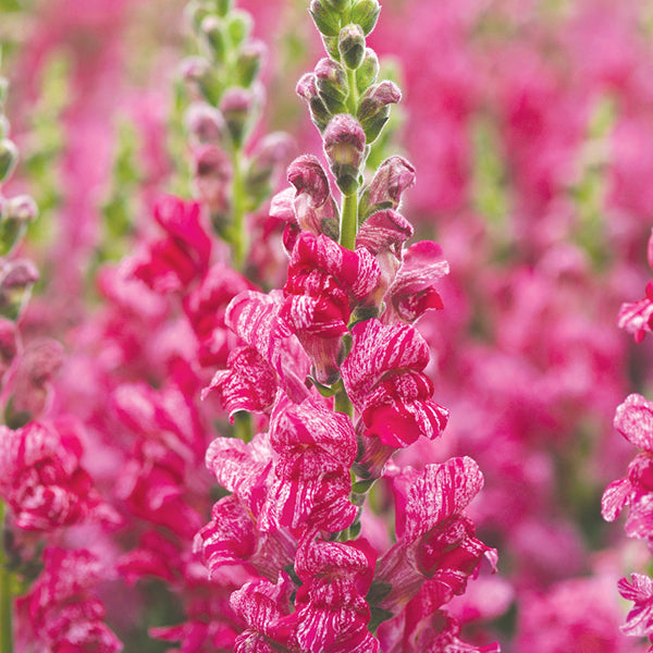 Antirrhinum " Purple Twist " Exotic 30 Flower Seeds