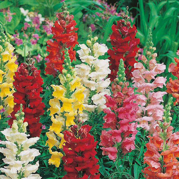Antirrhinum " Rust Resistant Mixed " Exotic 30 Flower Seeds
