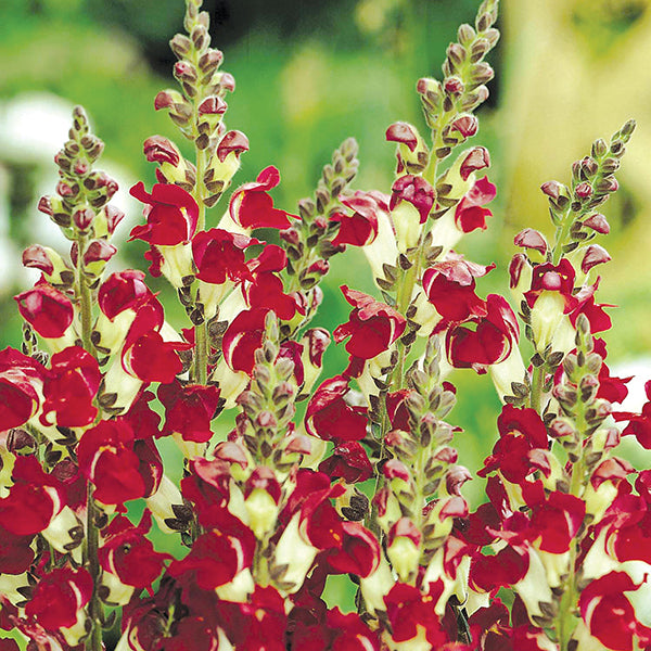 Antirrhinum " Night and Day " Exotic 30 Flower Seeds