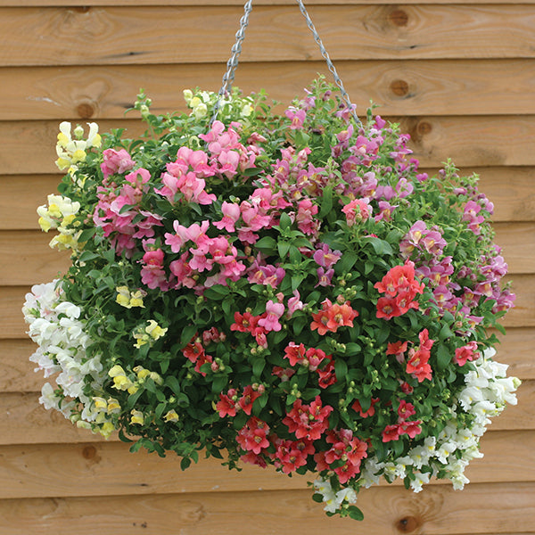 Antirrhinum " Magic Lantern " Exotic 30 Flower Seeds