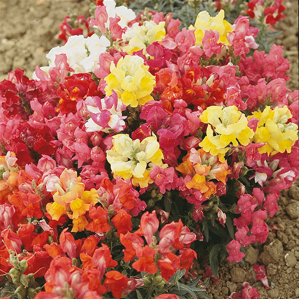 Antirrhinum " Magic Carpet Mixed " Exotic 30 Flower Seeds