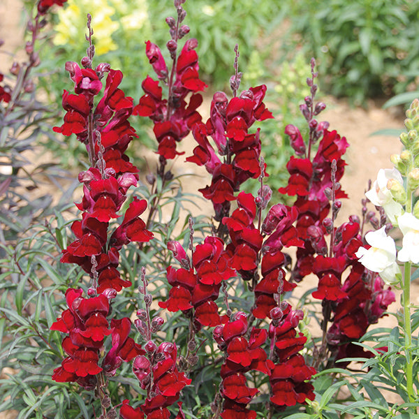 Antirrhinum " Black Prince " Exotic 30 Flower Seeds