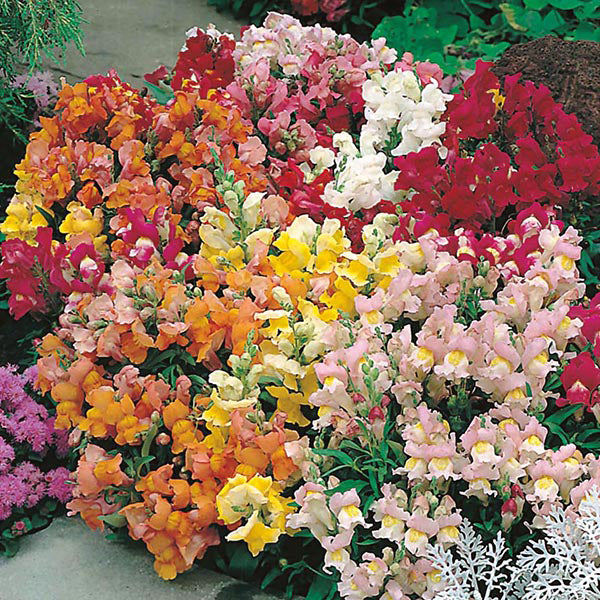 Antirrhinum " Tom Thumb Mixed " Exotic 30 Flower Seeds