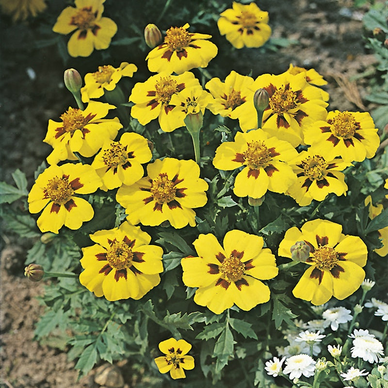 French Marigold " Dainty Marietta " Exotic 30 Flower Seeds