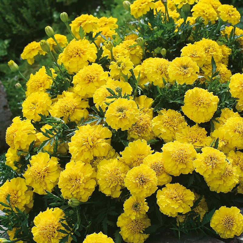 French Marigold " Yellow Jacket " Exotic 30 Flower Seeds