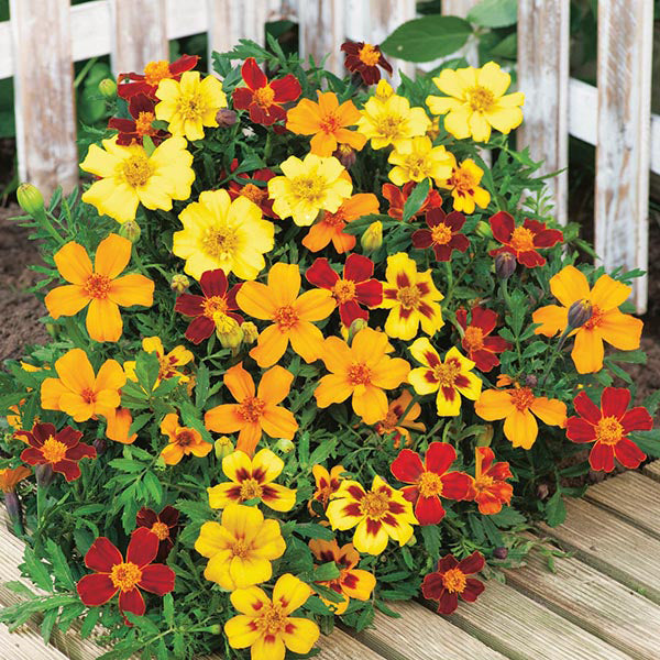 French Marigold " Favourite Mixed " Exotic 30 Flower Seeds