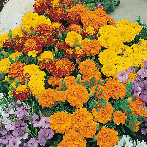 French Marigold " Bonita Mixed " Exotic 30 Flower Seeds