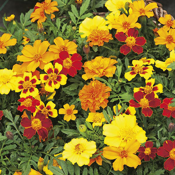 French Marigold " Disco Mixed " Exotic 30 Flower Seeds
