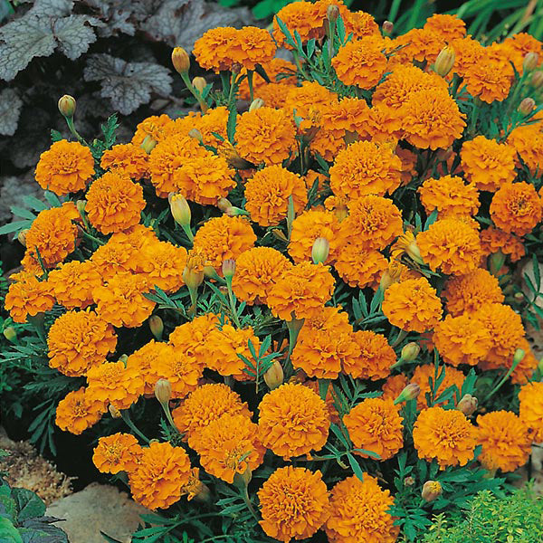 French Marigold " Orange Boy " Exotic 30 Flower Seeds