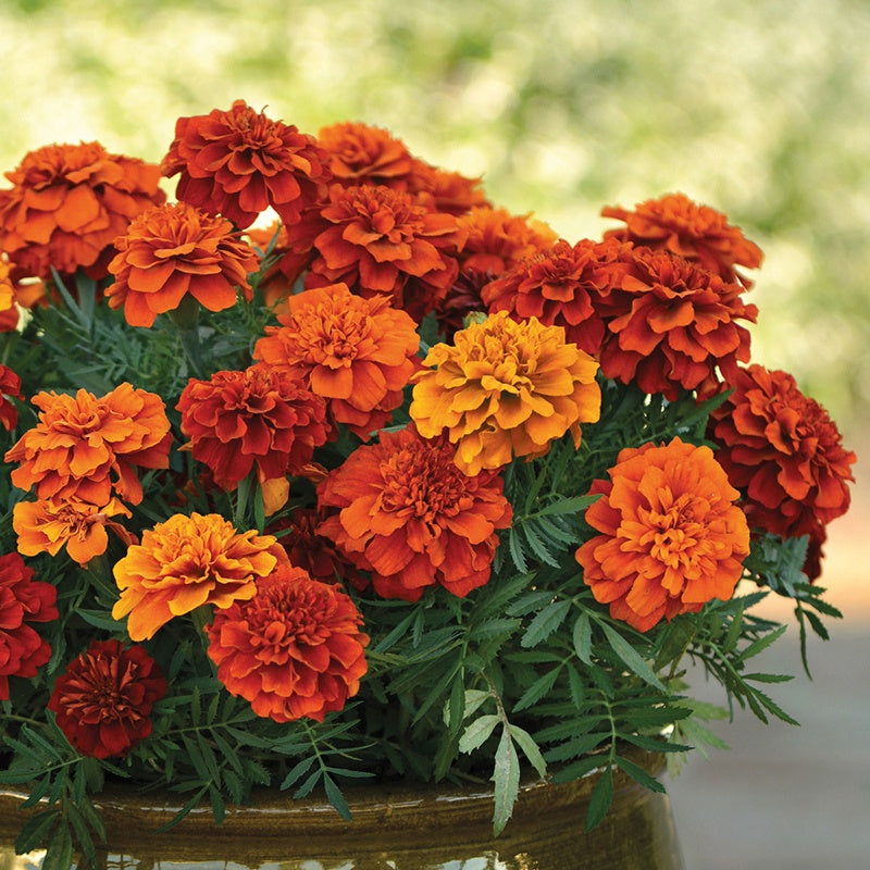 French Marigold " Fireball " Exotic 30 Flower Seeds