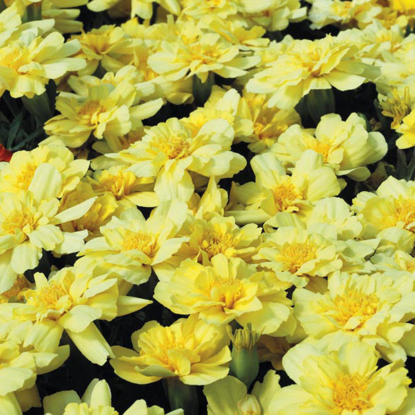 French Marigold " Vanilla Cream " Exotic 30 Flower Seeds