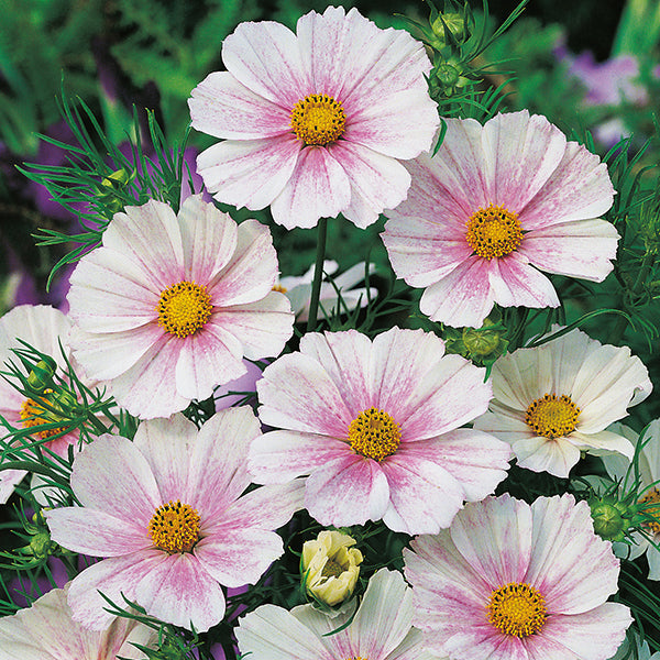 Cosmos " Flush " Exotic 30 Flower Seeds