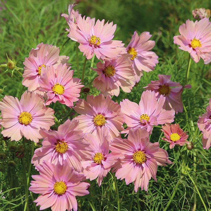 Cosmos " Apricotta " Exotic 30 Flower Seeds